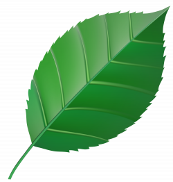 Green Leaf Transparent Clip Art Image | Gallery Yopriceville - High ...