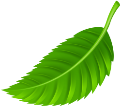 Leaf PNG Clip Art - Best WEB Clipart