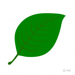 Green Leaf Clipart Free Picture｜Illustoon