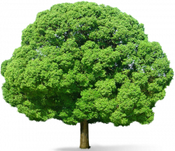Green Tree PNG Picture | Trees , Tree Houses & Shrubs The Most ...