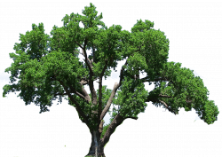 Tree clipart