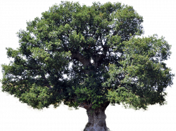 Tree clipart