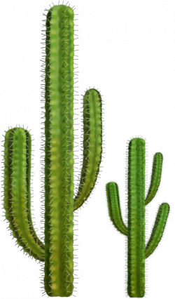 Cactus Seven | Isolated Stock Photo by noBACKS.com