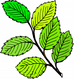 Clipart - Summer Leaves