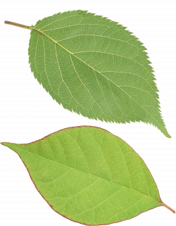 28+ Collection of Single Green Leaves Clipart Png | High quality ...