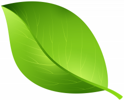 Cartoon - Green Leaf Transparent PNG Clip Art Image png ...