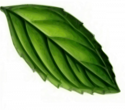 Mint Leaf Clip Art at Clker.com - vector clip art online, royalty ...