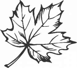 line drawing maple leaf - Google Search | doodles | Pinterest ...