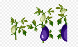 Eggplant Clipart Leaf - Cartoon Tomato Plant Png Transparent ...