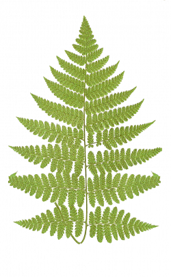 Leaping Frog Designs: Fern Frond Free PNG Image | Vintage Images ...