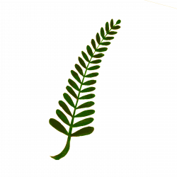 Clipart - Calligraphic Illustration- Leaf, Twig, Plant- 3