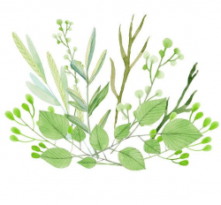 Green Leaves Clipart Foliage Clipart Greenery Bouquet Watercolor Leaf
