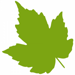 28+ Collection of Green Maple Leaf Clipart | High quality, free ...