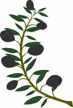 28+ Collection of Olive Branches Clipart | High quality, free ...