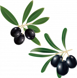 Olive branch Olive leaf Clip art - Hand-painted olive FIG. 1236*1242 ...