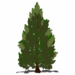Clipart - Pine tree
