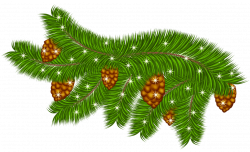 Transparent Pine Branch with Pine Cones PNG Clipart | Gallery ...