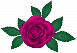 Rose Transparent PNG Clip Art Image | Gallery Yopriceville - High ...