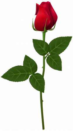 Rose PNG Transparent Clip Art Image | Gallery Yopriceville - High ...