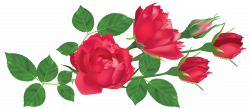 Transparent Red Roses PNG Clipart Picture | Gallery Yopriceville ...