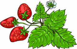 Strawberry Fragaria viridis Aedmaasikas Clip art - Green hand ...