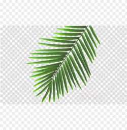 summer leaves png clipart leaf clip art - beach leaves PNG ...