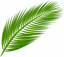 Palm Leaf Transparent Clip Art Image | Gallery Yopriceville - High ...