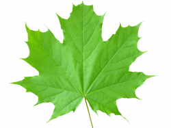 Green leaf PNG | SB - F | Pinterest | Leaves