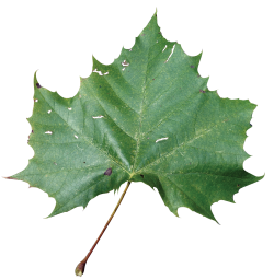 Sycamore Tree Leaf PNG Transparent Sycamore Tree Leaf.PNG Images ...
