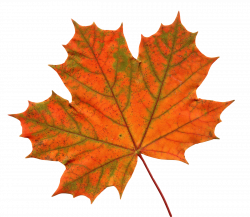 Maple Leaf Clipart transparent PNG - StickPNG