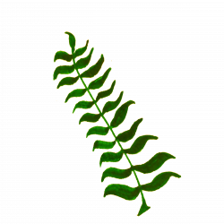 Clipart - Calligraphic Illustration- Leaf, Twig, Plant- 4