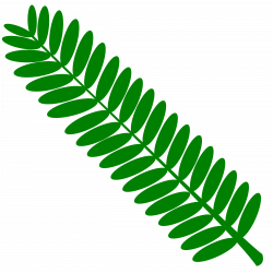 Clipart - Mimosa leaf twig (touch-me-not) plant- one color