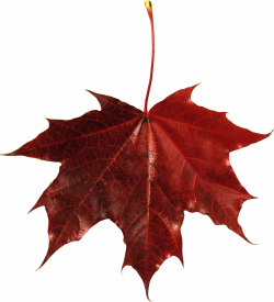 Red Leaves, Autumn, Spring, Winter, Seasons, Leaf, Png - 5883 ...