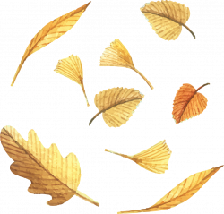 Leaf Euclidean vector Deciduous - Vector painted golden leaves 1045 ...