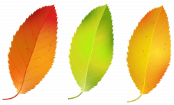 Three Fall Leaves Set PNG Clipart Image | Gallery Yopriceville ...