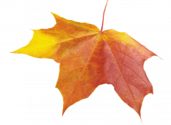 autumn leave png - Free PNG Images | TOPpng