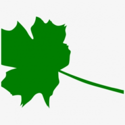 Leaves Clipart Maple - Green Maple Leaf Clipart - Download ...