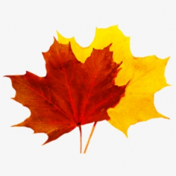 Autumn Leaves Clipart 5 Leave - Fall Leaf No Background ...