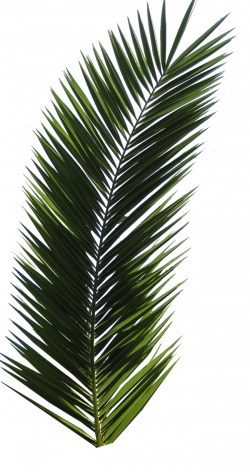 Palm Tree Tube Stock VI PNG by digitaltwist on deviantART | Artsy ...
