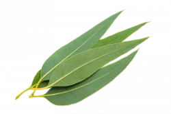 Eucalyptus Leaves transparent PNG - StickPNG