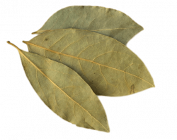 Bay Leaf transparent PNG - StickPNG