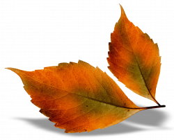 Beautiful Fall Leaves PNG Picture | Gallery Yopriceville - High ...