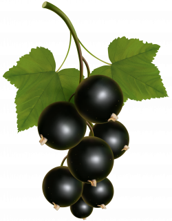 Black Currant Transparent PNG Clip Art Image | Gallery Yopriceville ...
