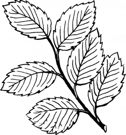Free Image on Pixabay - Branch, Vine, Leaves, Nature, Tree ...