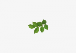 Leaf, Green Leaves, A Bunch Of, Green PNG Image and Clipart ...