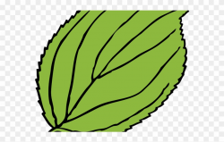 Green Leaves Clipart Cartoon - Leaf Clip Art - Png Download ...