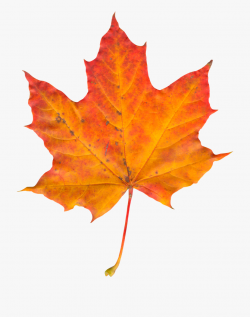 Autumn Leaf Clipart - Transparent Maple Leaf Png ...