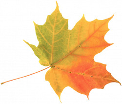 Fall leaf | Leaves | Pinterest | Fall leaves and Leaves