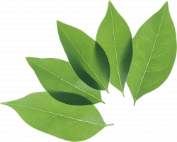 Leaf Clip art - Green Leaf Png 2291*1850 transparente Png Descargar ...