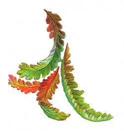 Antique Images: Free Botanical Clip Art: Colorful, Autumn Leaf Graphic